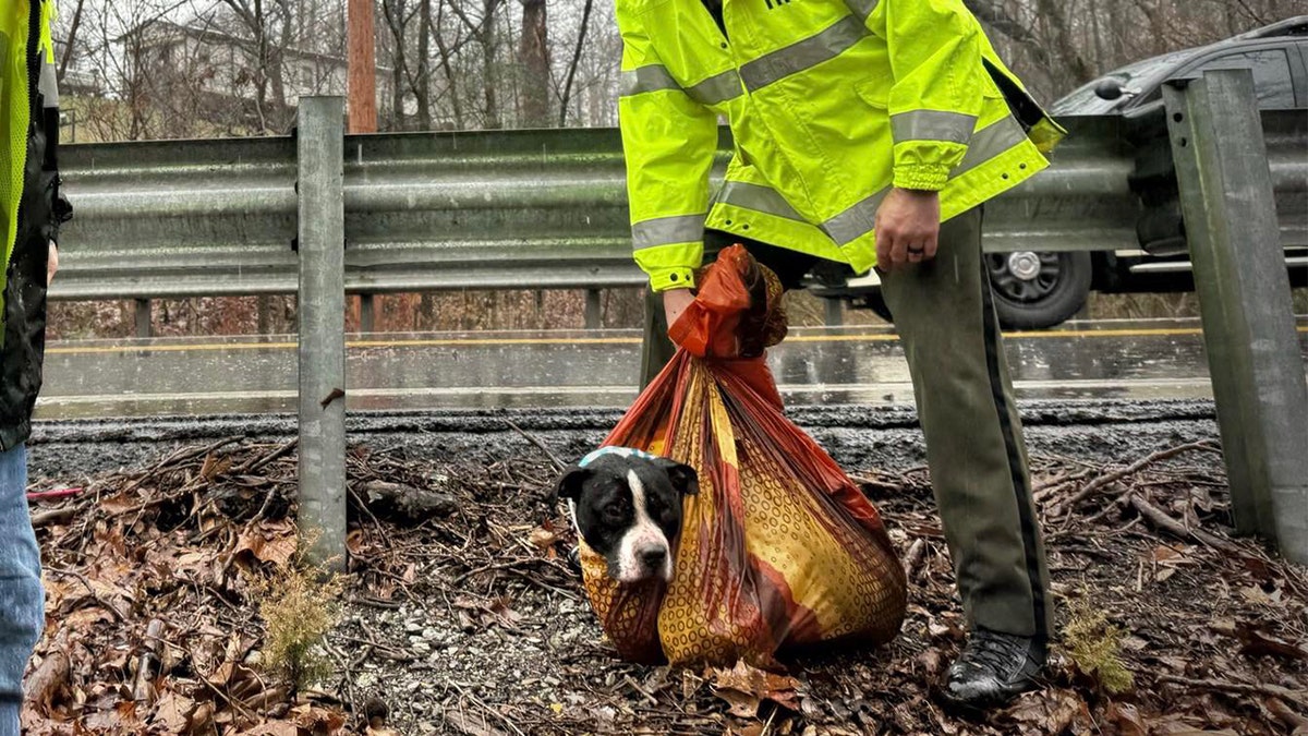 Dog rescued from ravine