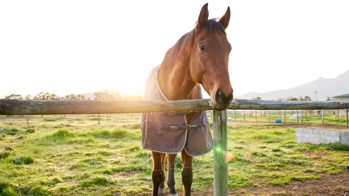 A horse wearing a blanket