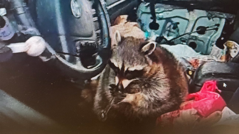Pet raccoon caught with meth pipe in its mouth when cops pulled over Ohio woman: ‘Expect the unexpected’