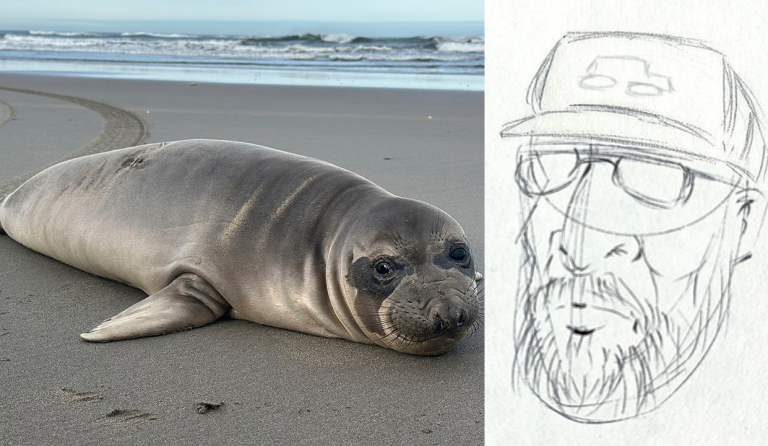 Oregon seal pup stabbed multiple times as NOAA seeking to track down person of interest