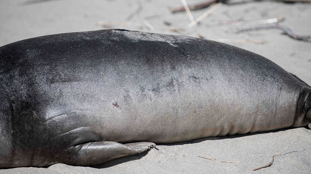 Baby seal stab wounds