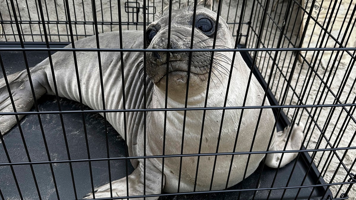 Oregon seal stabbing