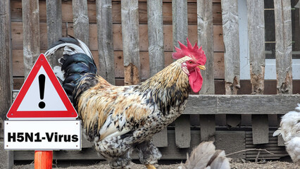 Self-Fulfilling Prophecy? Scientists Say RFK Jr.’s Bird Flu Idea Sets Up Pandemic Possibility