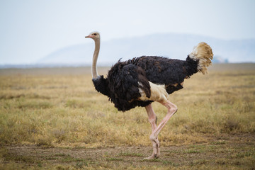 Canada and India Report Bird Flu Outbreaks