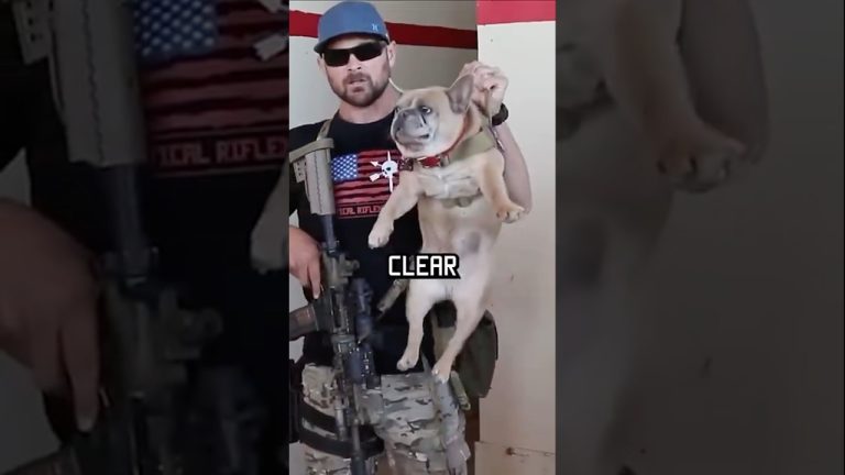 How do Navy Seals clear a room? Watch this. #shorts #dogs #navyseal #funny #training