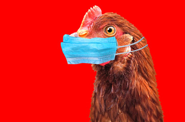 1761587564_birdflu.jpg