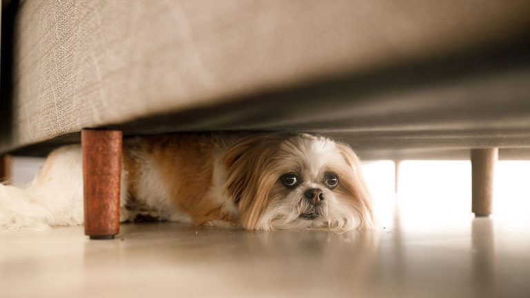 JONATHAN TURLEY: When the law goes to the dogs