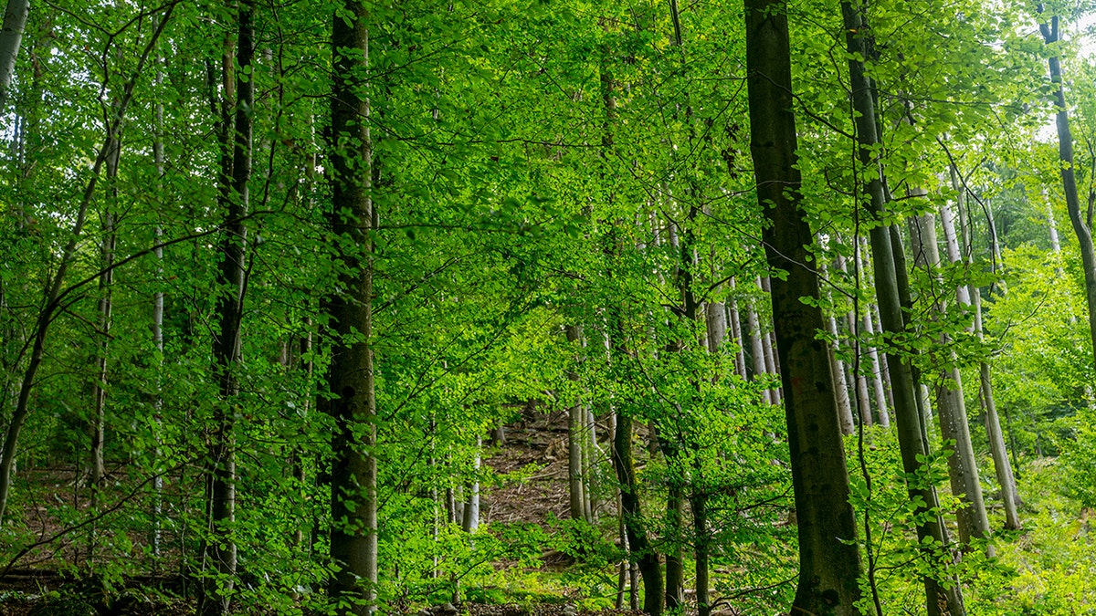 Inside a beech tree forest at the Vintgar Gorge near Bled.