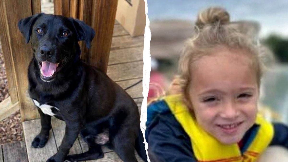 Split image of the family's dog and 4-year-old Johnathan Boley