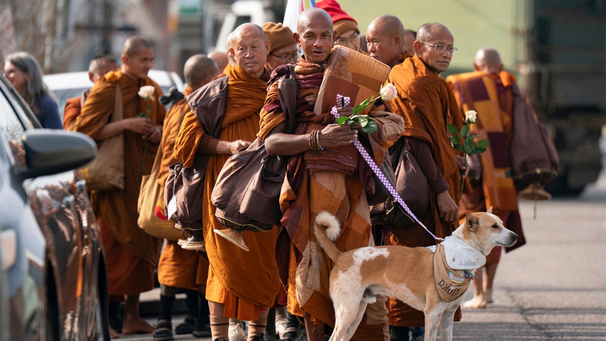 buddhist monks participate in walk for peace with dog aloka