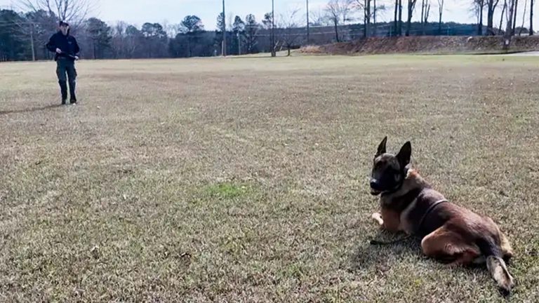 K-9 hit by vehicle during bank robbery chase keeps going and helps capture suspect