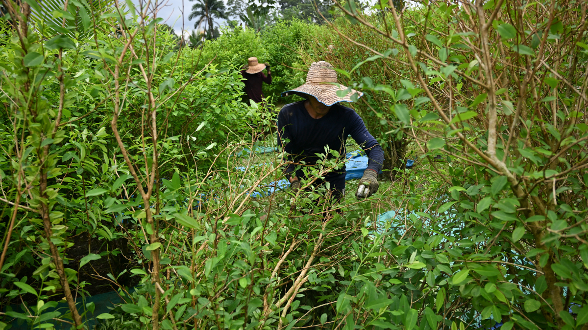 Men are seen working at a coca field in Colombia.