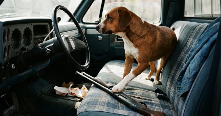 Dog Steps on Loaded Shotgun in Parked Truck, Shoots Woman Stopped at Nebraska Traffic Light