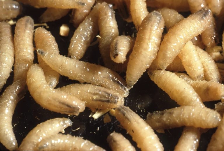Screwworm Confused Health Official As It Continues To Spread in the US