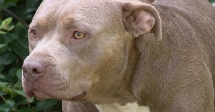 Norfolk Neighbor Shoots and Kills One of Four Loose Dogs After a Woman Says She Was Attacked and Bitten in the Street